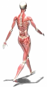 Anatomía del cuerpo caminando